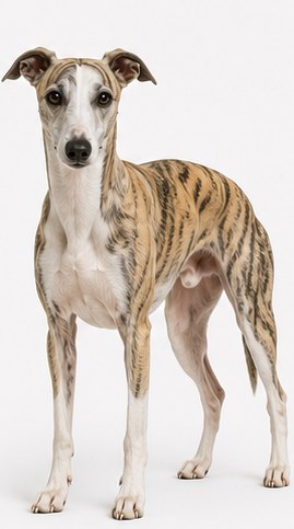 Whippet – ויפט