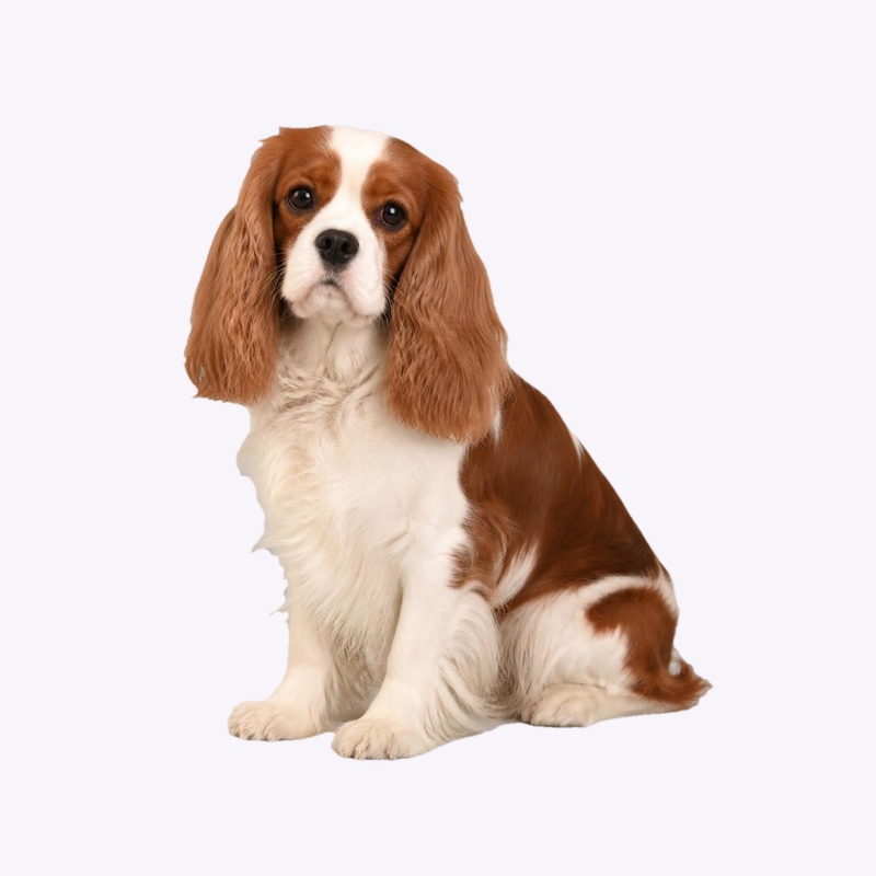 Cavalier King Charles Spaniel